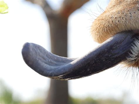 What Color are Giraffe Tongues and How Do They Turn Shades? - A-Z Animals