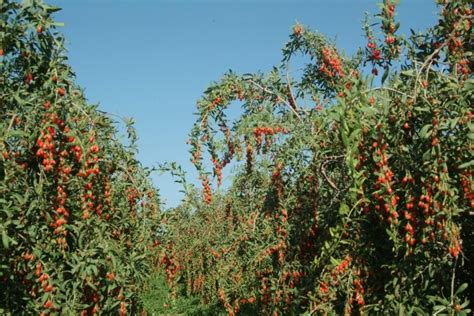 Piante di Goji (Goji plants)