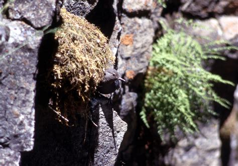 Dipper at nest;Photographer unknown;No date - Yellowstone Insider