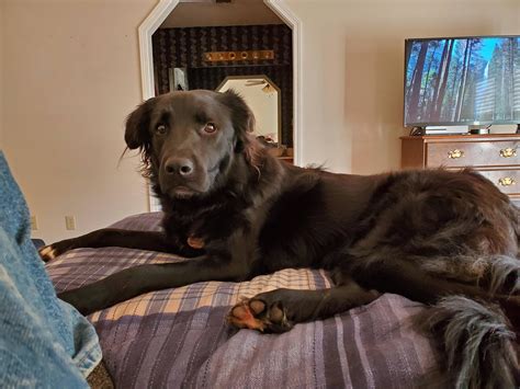 Meet Bear...my Great Pyrenees Black Lab mix : greatpyrenees