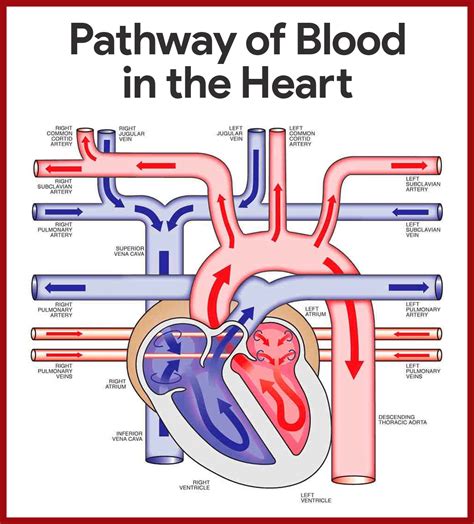 Cardiovascular System Anatomy and Physiology: Study Guide for Nurses