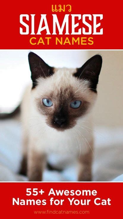 Siamese Cat Names - 55+ Awesome Names for Your Cat | Cat names, Cute ...