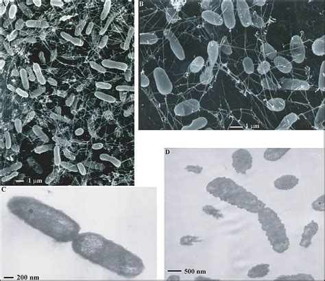 Dominio Archaea: origen, características, clasificación, nutrición