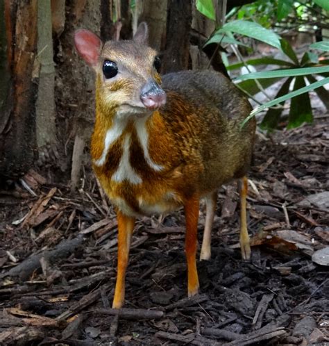 File:Mouse-deer Singapore Zoo 2012.JPG - Wikimedia Commons