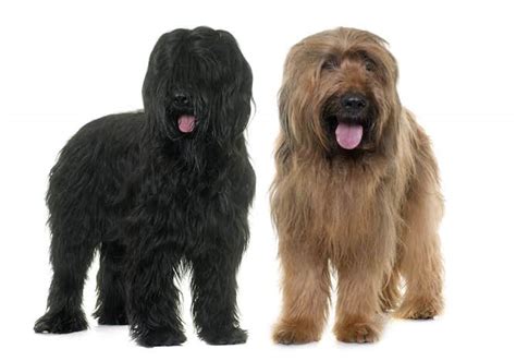 Briard Temperament and Puppy Info (Price, Breeders, etc)