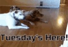 Tuesdays Here Funny Animals GIF - Tuesdays Here Funny Animals Dog ...