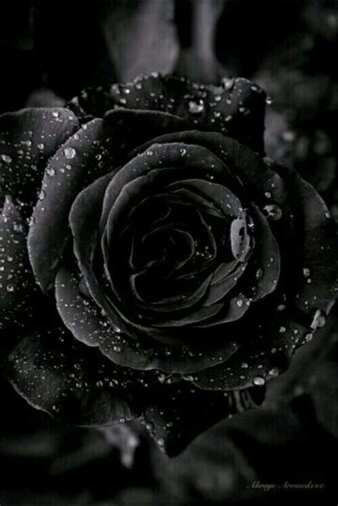 Pic on Twitter | Black rose, Black flowers, Black and white aesthetic