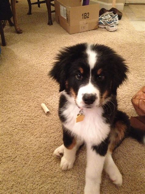 Pin by Olivia Lorren on My Best Friend | Dogs, Dog mixes, Bernese ...