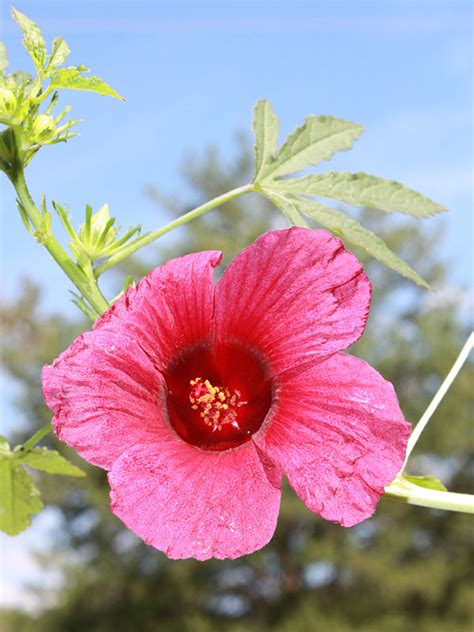 October Rose Hibiscus Bush (hibiscus radiatus) – Urban Perennials