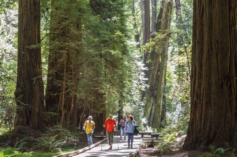 Muir Woods Main Trail - Golden Gate National Recreation Area (U.S ...