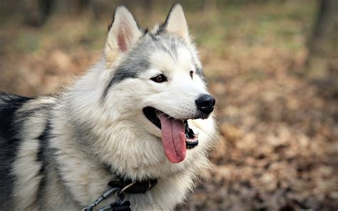 Siberian Husky Dog : Temperament, Training, Pictures and Video ...