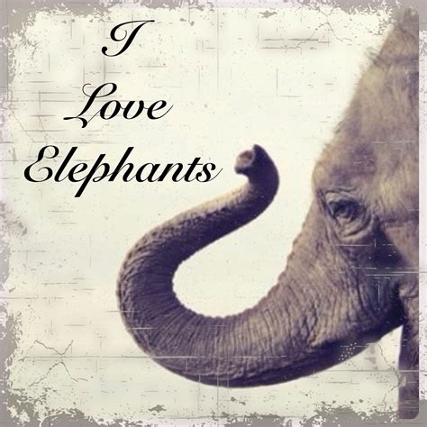 I LOVE ELEPHANTS!!! | Elephant pictures, Elephant love, Elephant