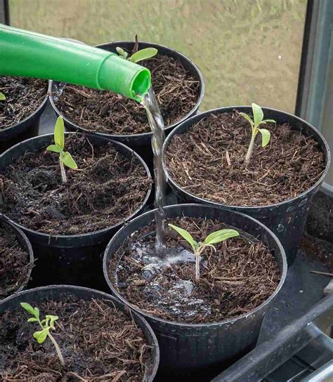 Germinating Seeds And Caring For Seedlings