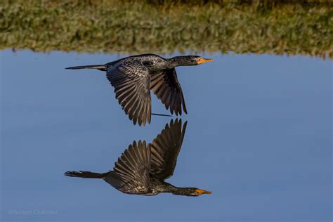 Vernon Chalmers Photography: Birds in Flight Photography Presentation ...