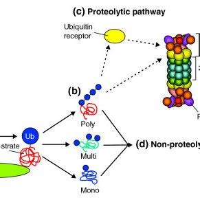 The ubiquitin proteasome system. (a) Ubiquitin is activated by a ...