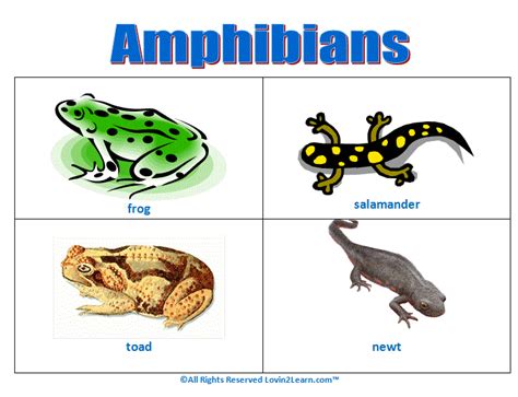 Amphibians Chart | Animals planet