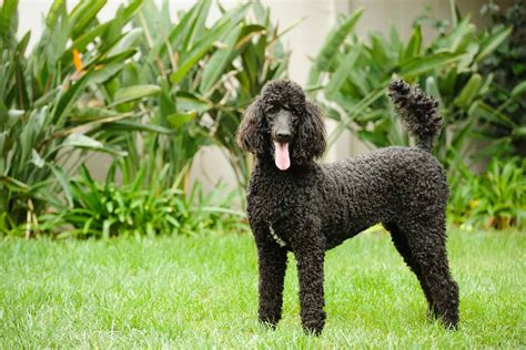 Parti Poodle: A Fun Version Of The Standard Poodle Or A Breed On Its Own?