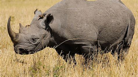 Black rhino extinct in West Africa in new Red List - what animals will ...