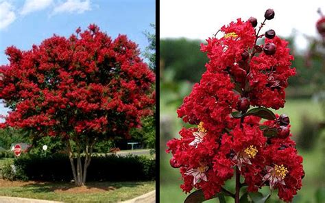 Buy Dynamite True Red Crape Myrtle Tree For Sale Online From Wilson ...