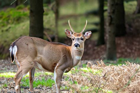 What Is A Spike Buck: When, Where, and Why They Appear! - DeerSeason.Org