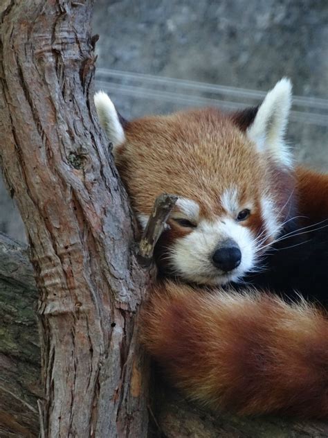 Red Panda Conservation Centre Campaign : aww