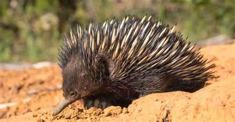 Echidna Behavior - AnimalBehaviorCorner