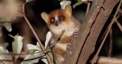 Pygmy Mouse Lemur: A Tiny Wonder of the Forest - Odd Facts