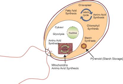 Which of the Following Organisms Do Not Carry Out Photosynthesis ...