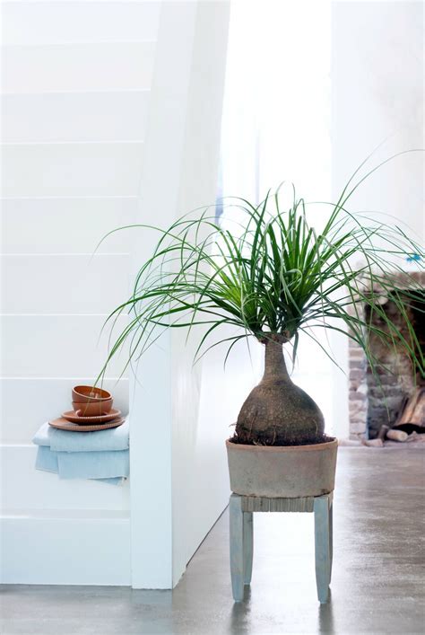 How to choose the right indoor plants? - Foods Trend