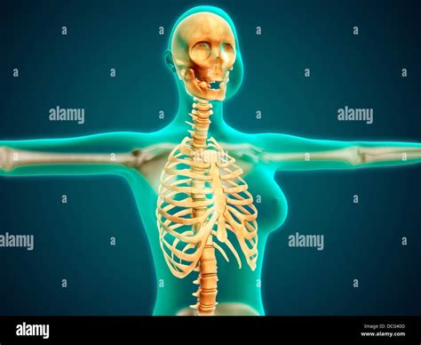 X-ray view of female upper body showing rib cage, spine and skull Stock ...