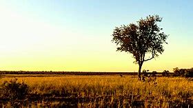 African Grassland Trees