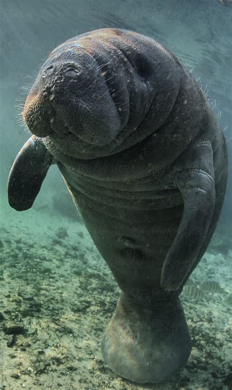 "Baby Manatee" by Stocksy Contributor "Nat Sumanatemeya" - Stocksy