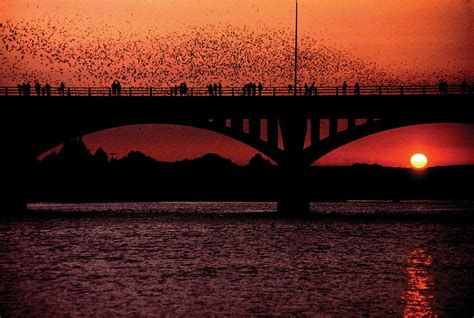 How to See the Austin Bats Under Congress Bridge - Austin, TX