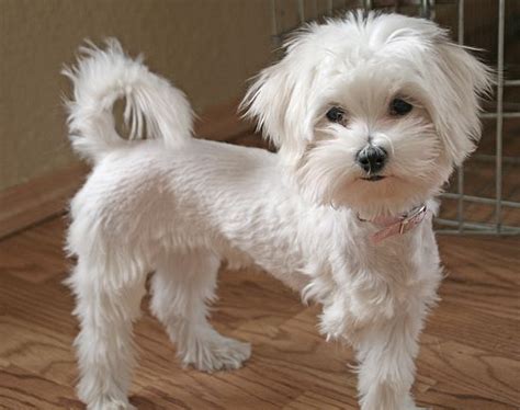 my first love---Maggle! (this is a stand in) sweet maltipoo face ...