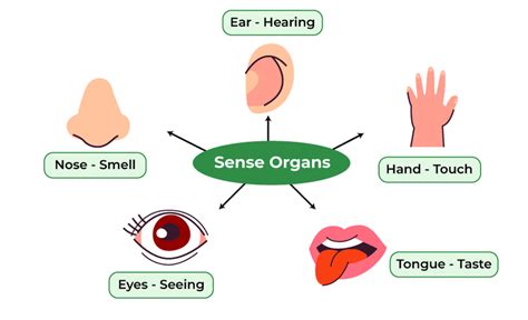 List of Five Sense Organs: Eyes, Nose, Ears, Tongue, and Skin