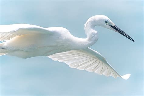 White Heron Wildlife Bird In - Free photo on Pixabay - Pixabay