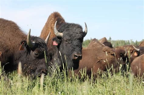 Bison herd in tall fresh grass - Bison du Nord