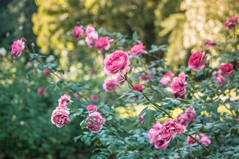 Selective Focus Photography of Pink Peony Flowers · Free Stock Photo