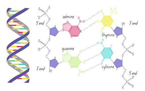 The Structure of DNA | by Ron Vale