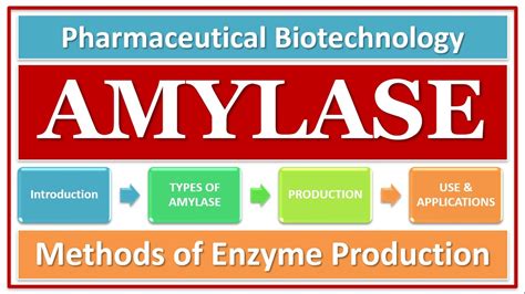 AMYLASE | TYPES OF AMYLASE | BASICS FUNCTION & USE | AMYLASE PRODUCTION ...