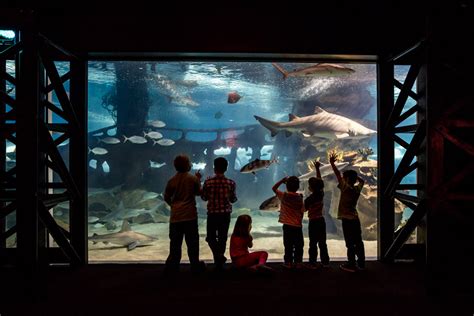 Greater Cleveland Aquarium by Aquamarine - Architizer