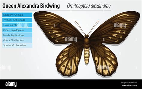 Queen alexandra's birdwing butterfly Stock Vector Images - Alamy