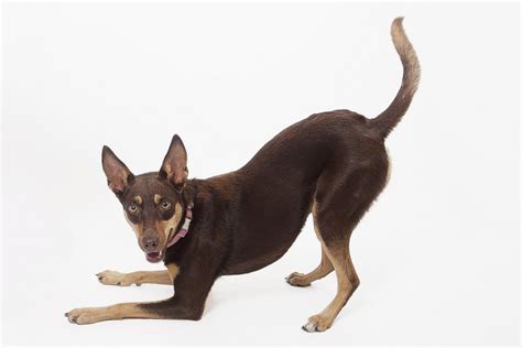 Australian Kelpie Breeders in the USA with Puppies for Sale | PuppyHero