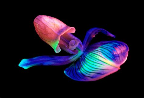 BIOLUMINESCENT NATURE, GLOWING CREATURES | Deep sea creatures ...