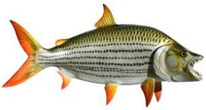 African TigerFish: Characteristics, habitat, reproduction and more....