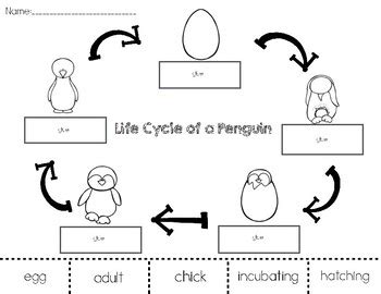 Penguin Life Cycle Cut and Paste by PreKinders in Paradise | TPT