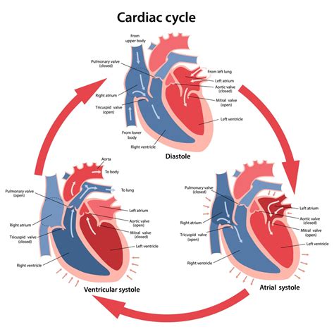 Cardiac Cycle - Definition, Phases and Quiz | Biology Dictionary