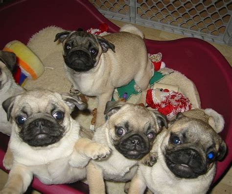 Unique Dog Names for a Pug - PetHelpful