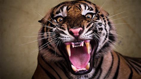 Tiger Roar Sound - YouTube