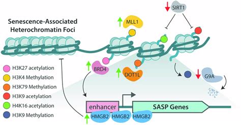 An overview of the histone acetylation/methylation marks and proteins ...